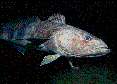 antarctic-cod.jpg